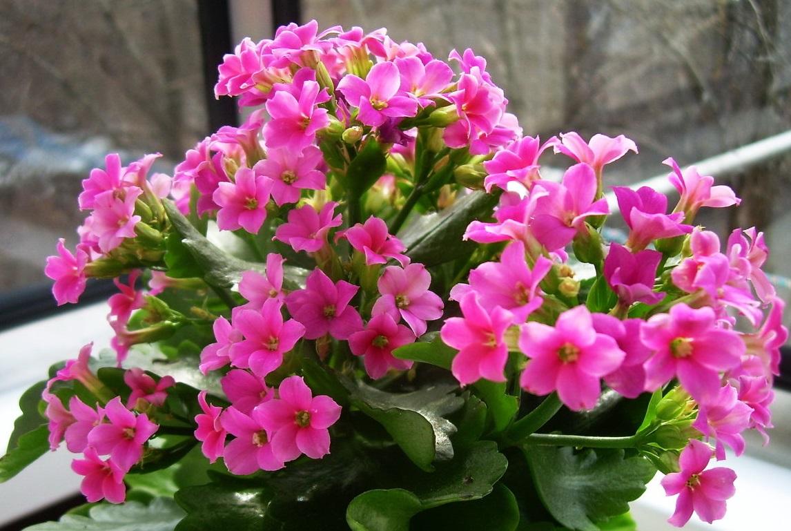 Kalanchoe photo