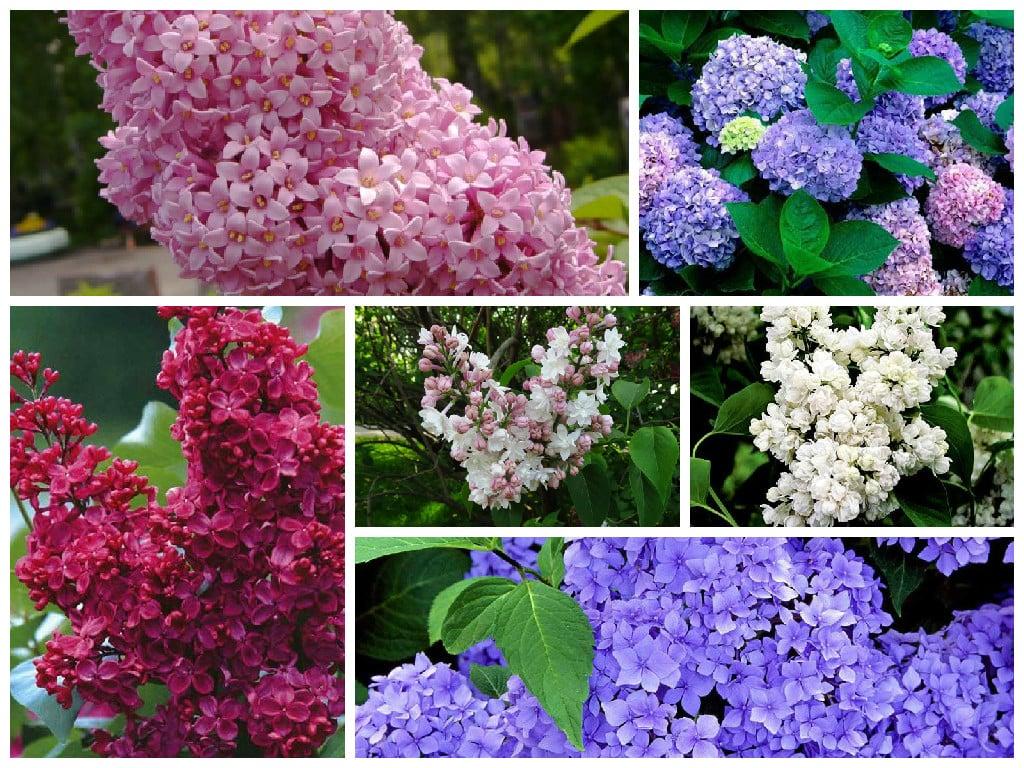 Plantación de lilas y foto de cuidado.