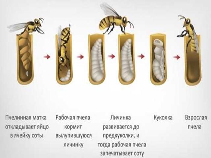 bee development from egg to bee