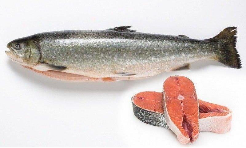 Fisch namens Schmerle Foto