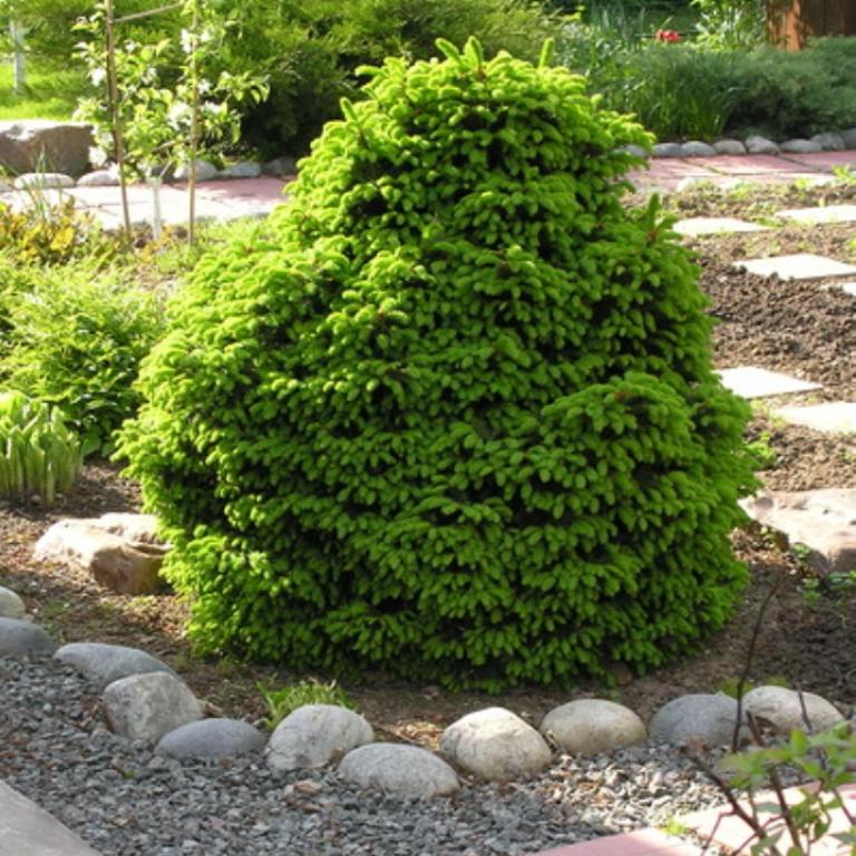 Fichtensorte Ohlendorfi im Garten