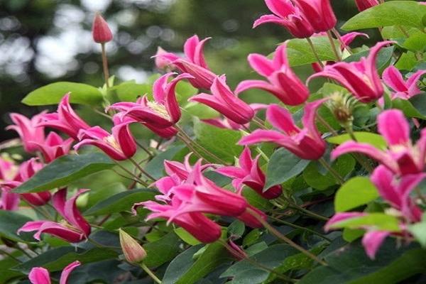 clematis prinsesa diana