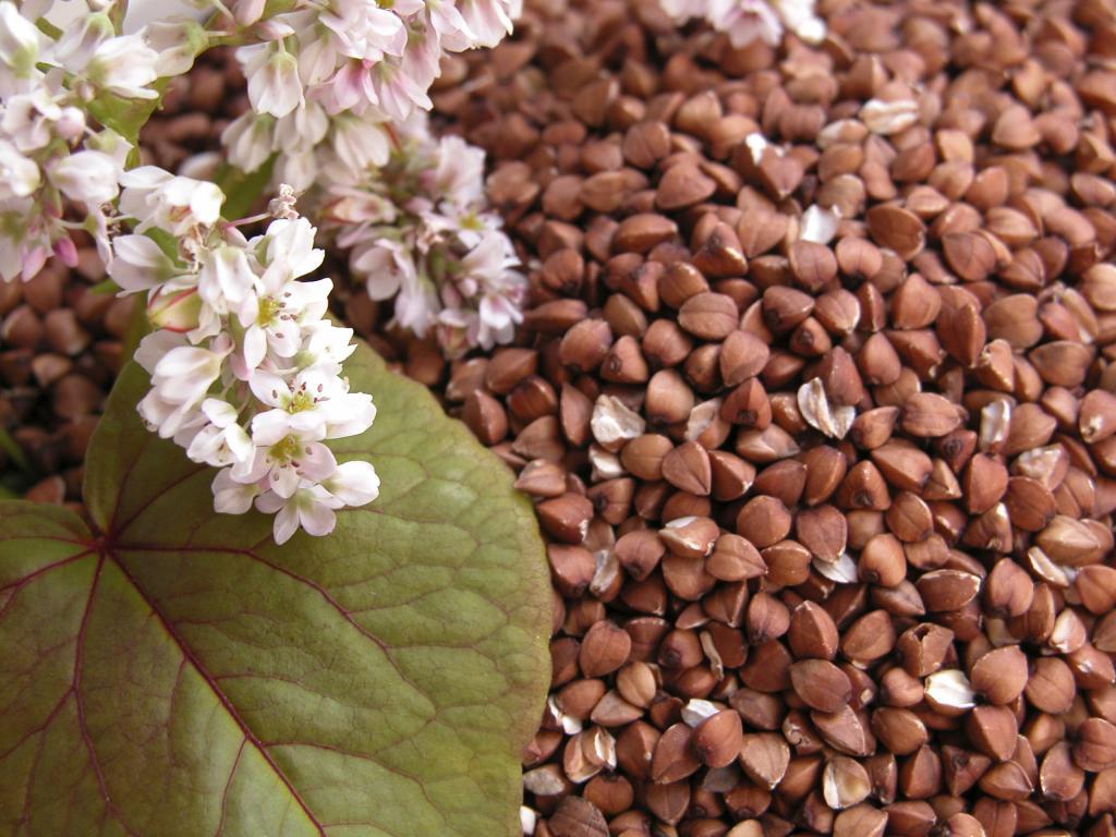 Where does buckwheat grow photo