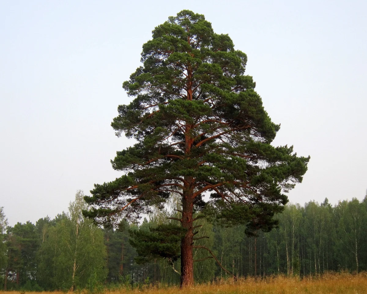Fotografie borovice lesní