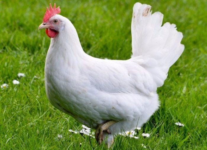 dwerg leghorn in 33 beschrijving