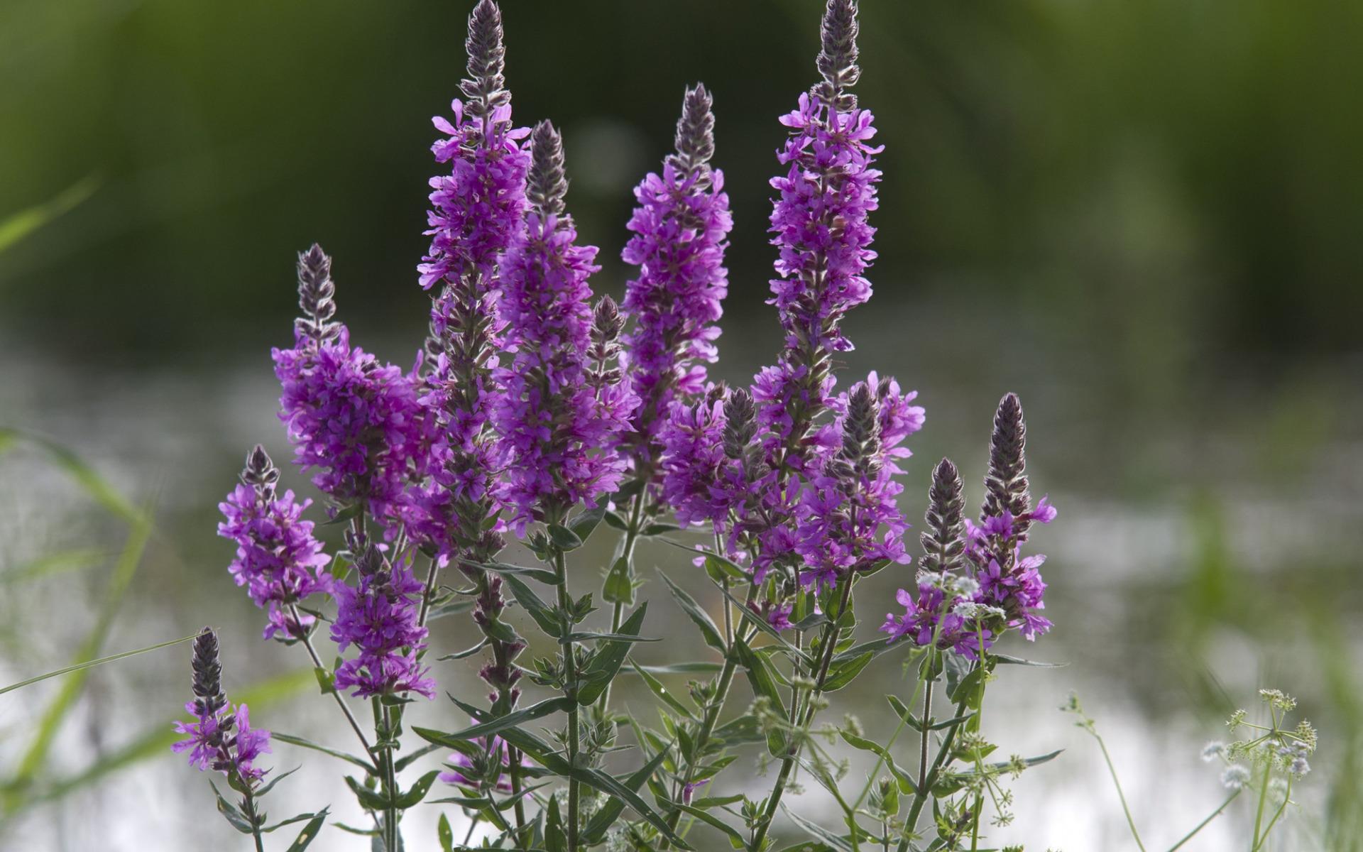 Fotografija loosestrife