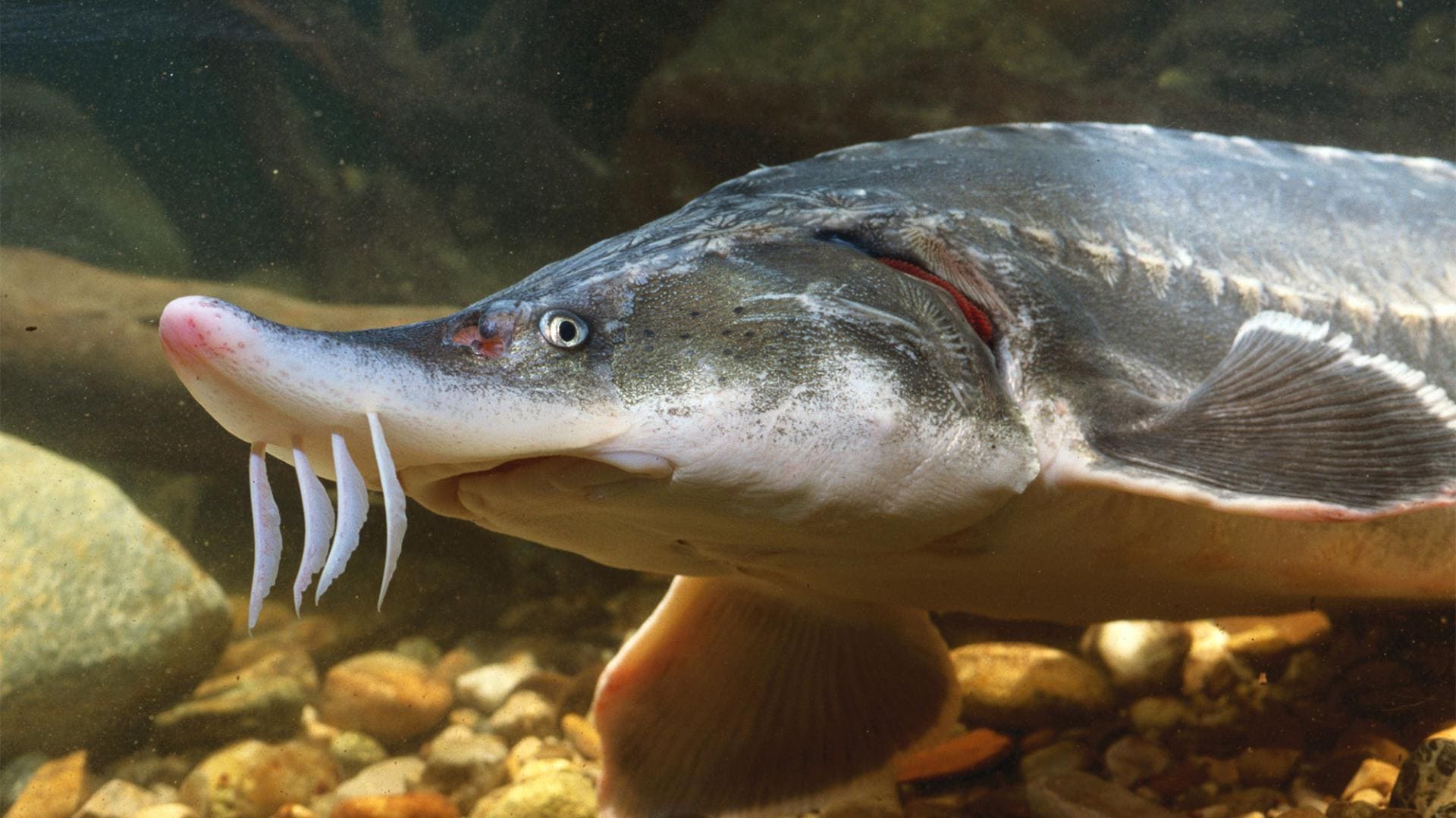 Vrijednost fotografije beluga ribe