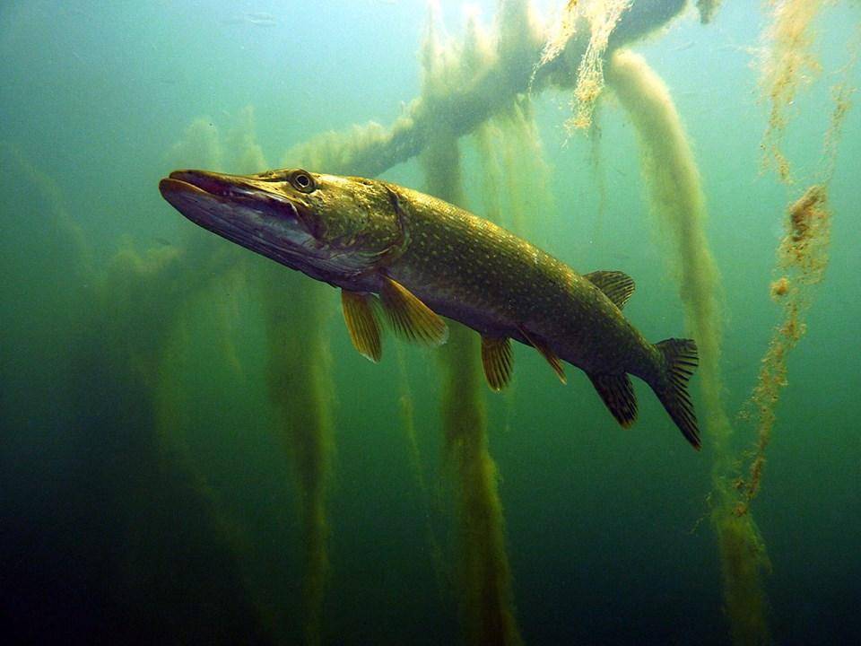 Beschrijving van een gewone snoekfoto