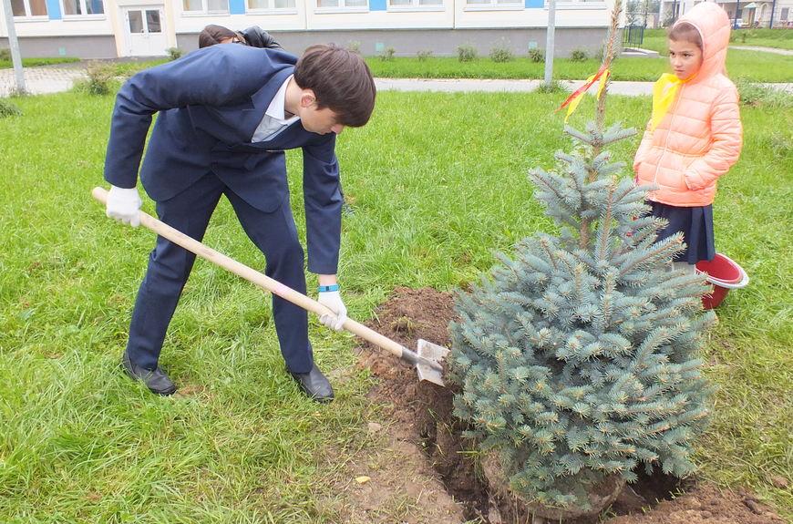 садите и узгајајте плаву смрчу фотографију