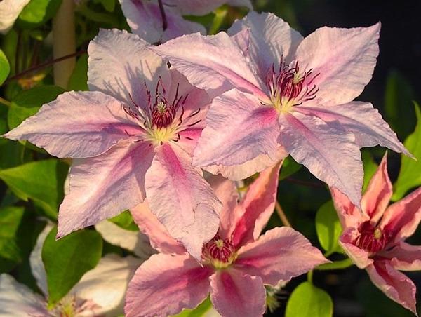 clematis rosa fantasia