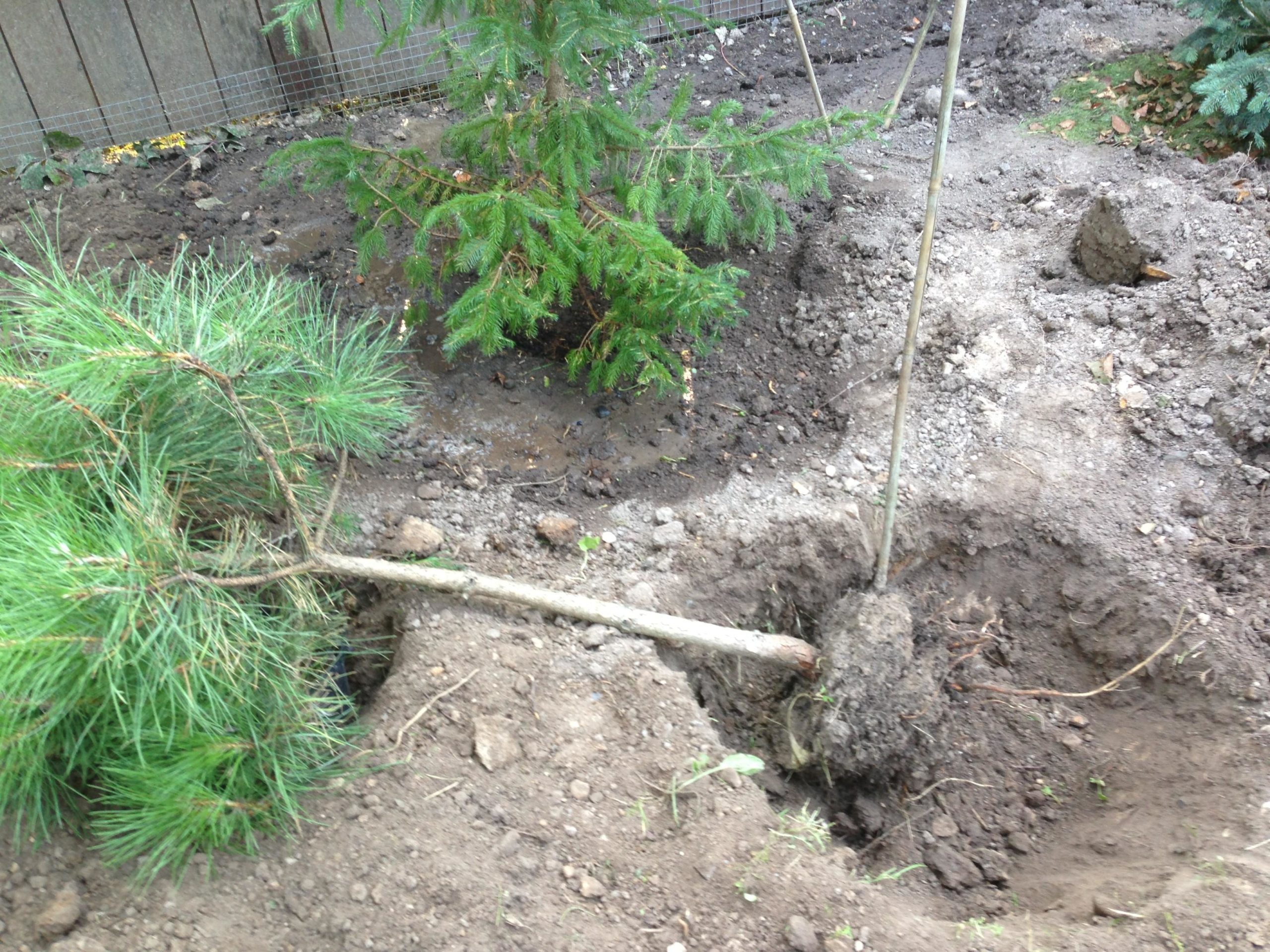 déterrer et replanter un pin de la forêt photo