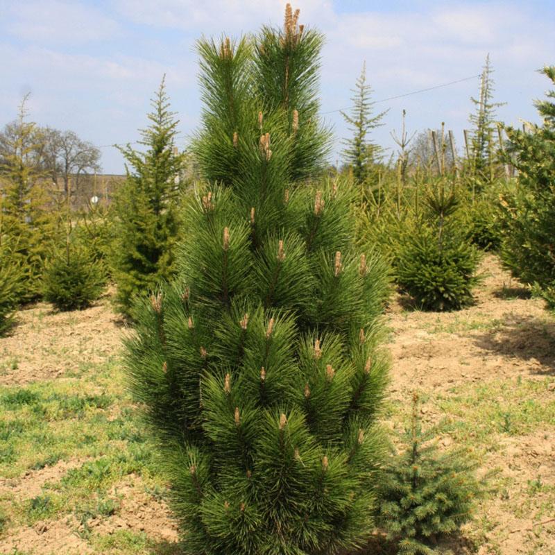 Foto de la variedad de pino Fastigiata.