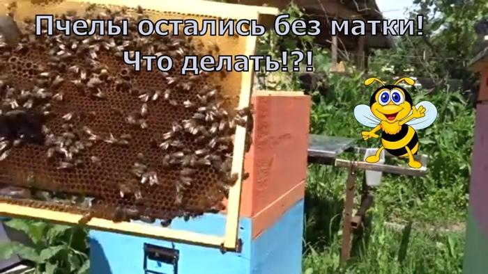 Es gibt keine Königin im Bienenstock