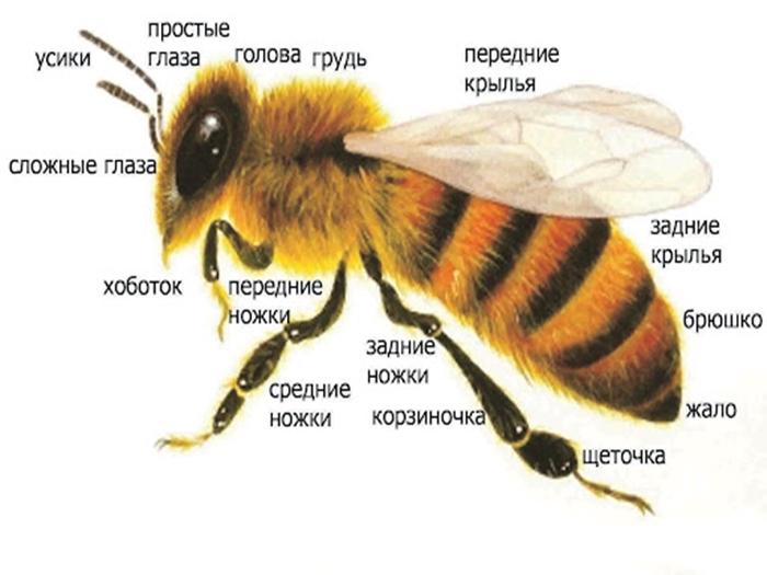 struktura včely
