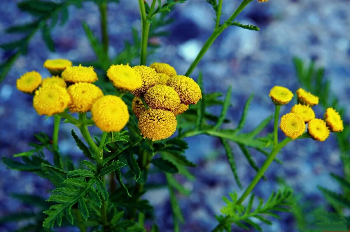 Tansy na larawan