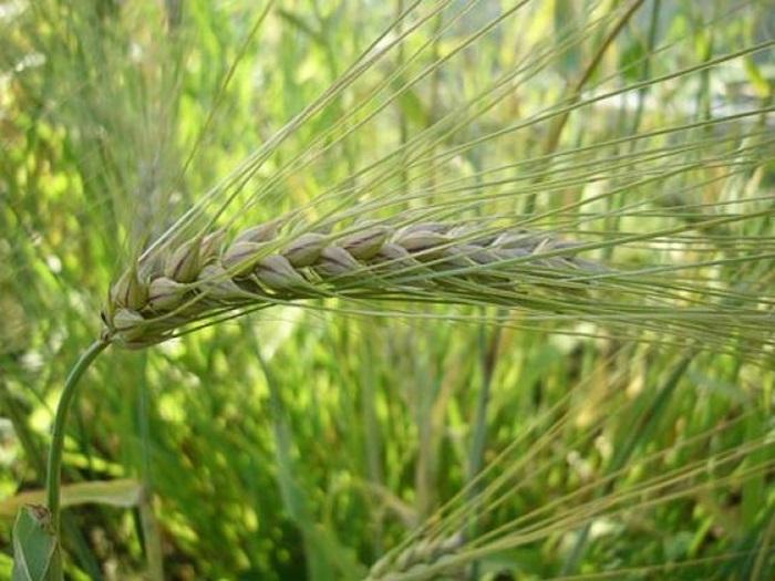 mga pataba para sa spring barley