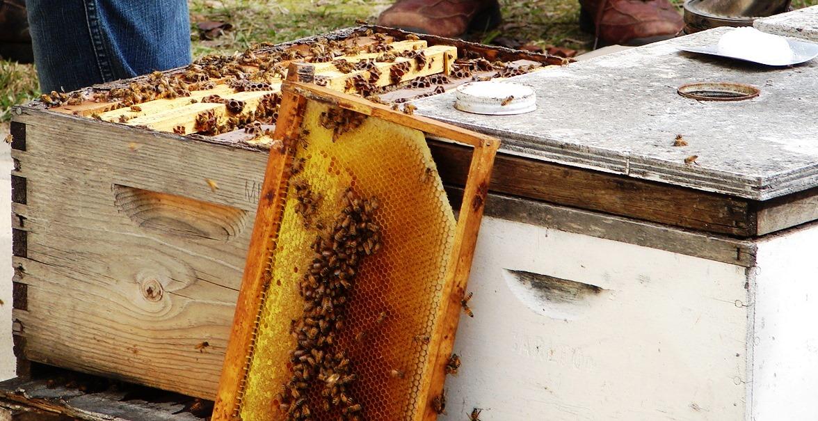 Was machen Bienen im Oktober?