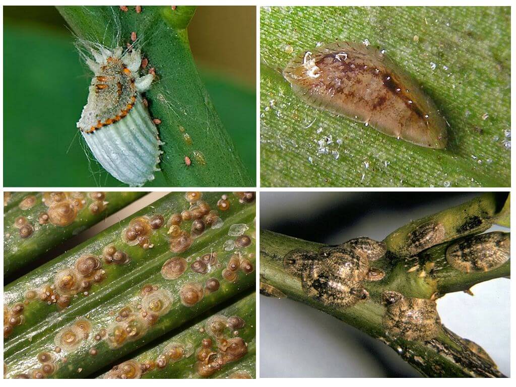 Scale insects on indoor plants photo