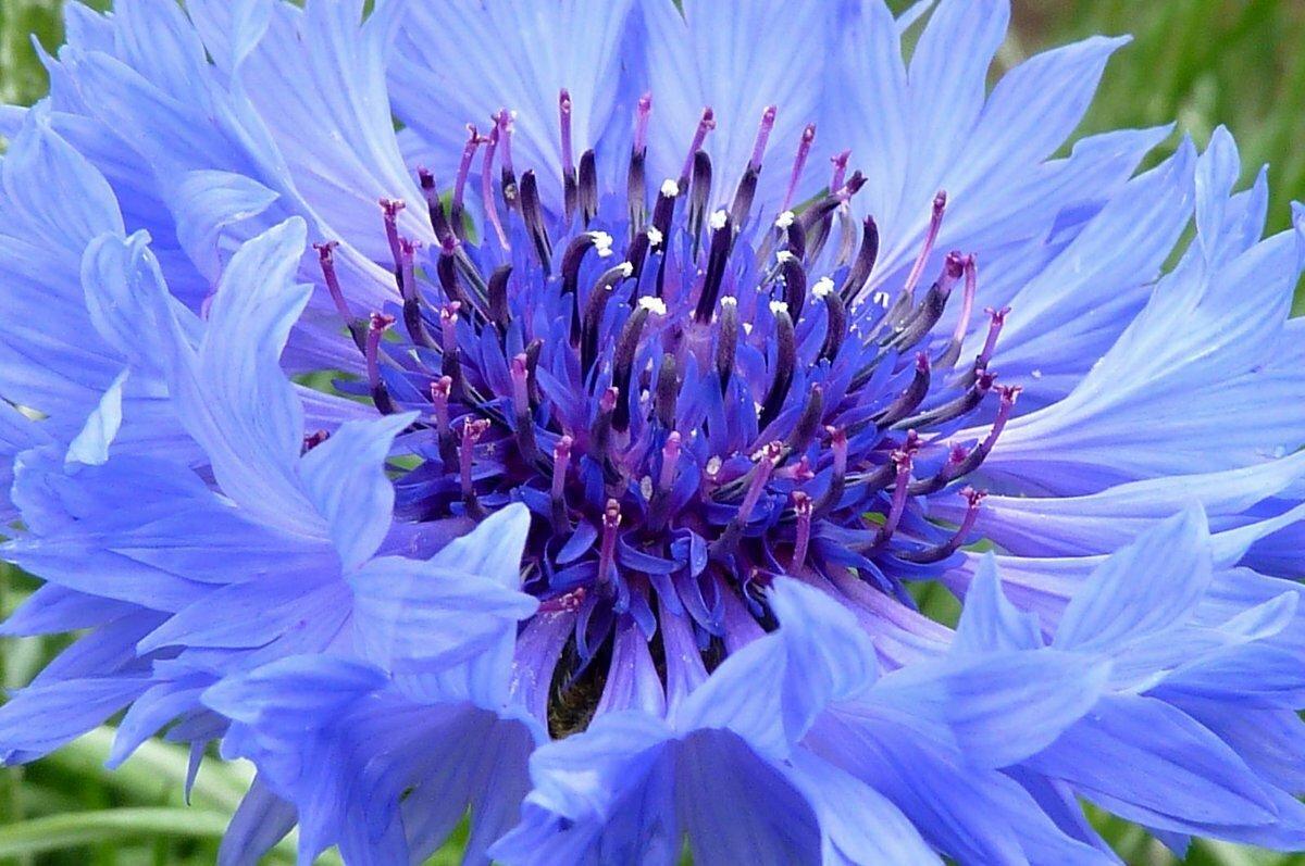 Cornflowers photo