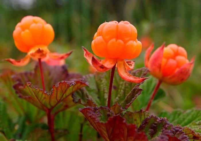 wachsende Moltebeeren