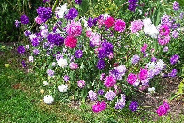 jaarlijkse aster