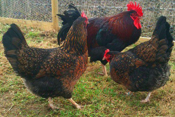 hermosas gallinas