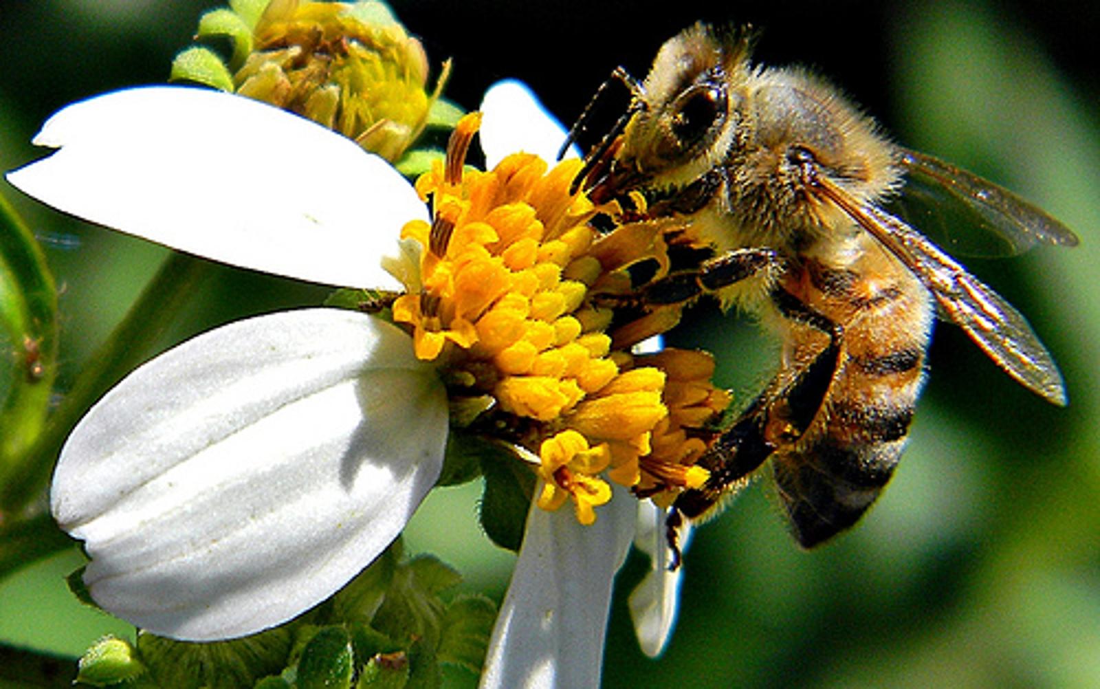 Bites vasaras foto