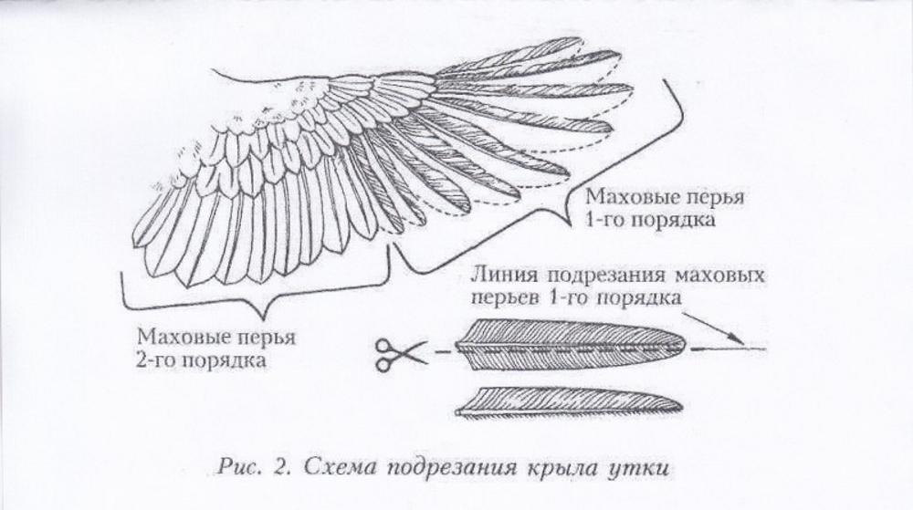 ořezávání křídel
