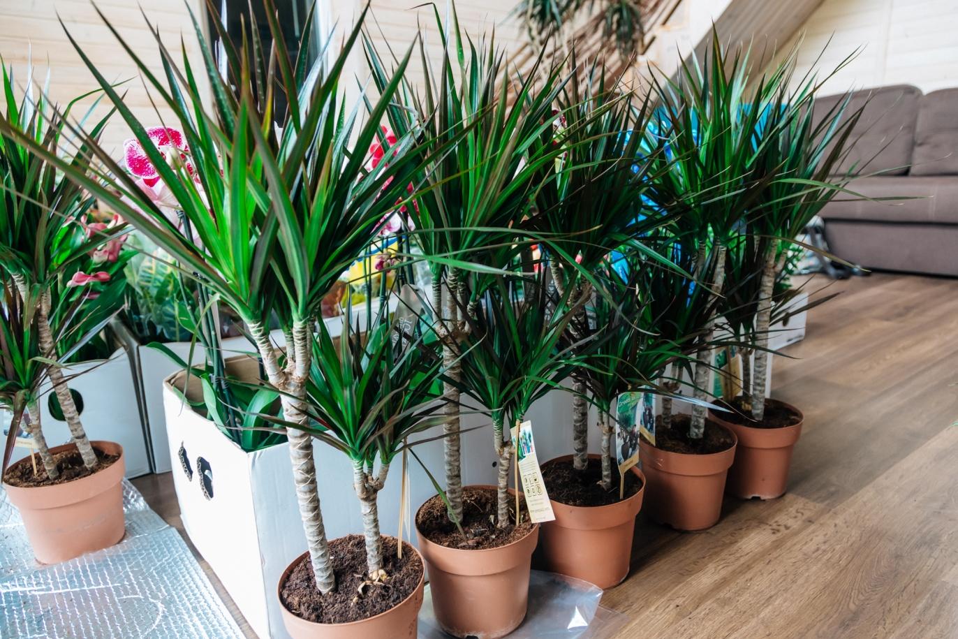 Dracaena fotó