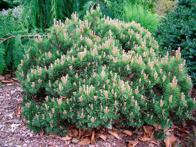 Description and varieties of dwarf pines, care and use in landscape design