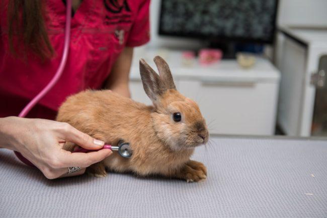 brown rabbit