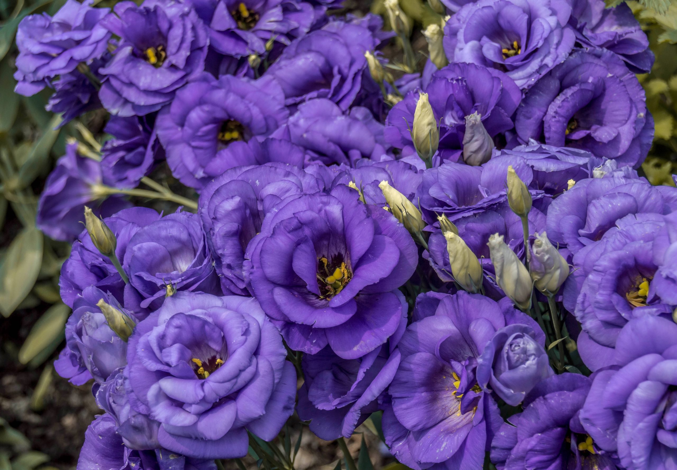 Eustoma