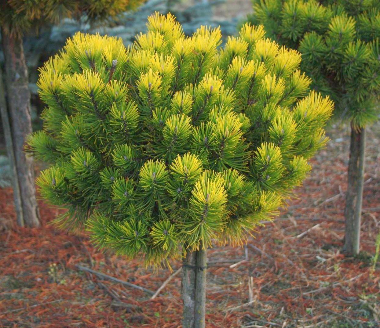 Description and varieties of dwarf pines, care and use in landscape design