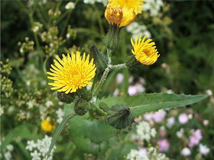 Distel säen