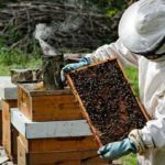 včelařství