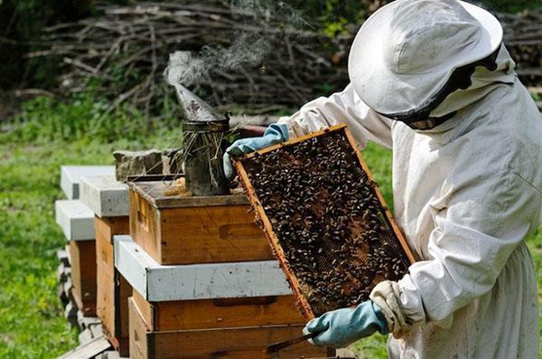 včelařství