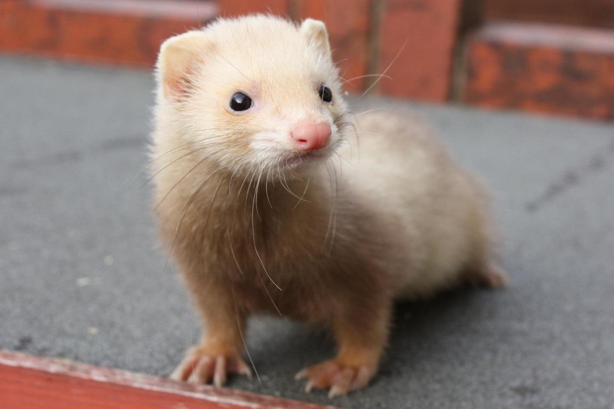 Cinnamon ferret