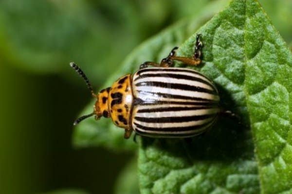 Escarabajo de la patata de Colorado sobre hojas de patata