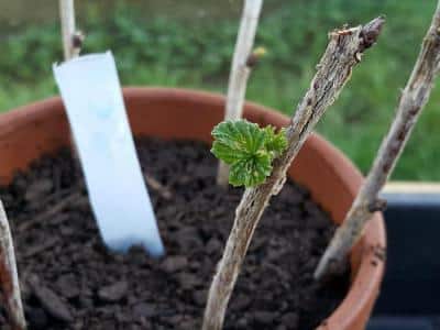 currant propagation