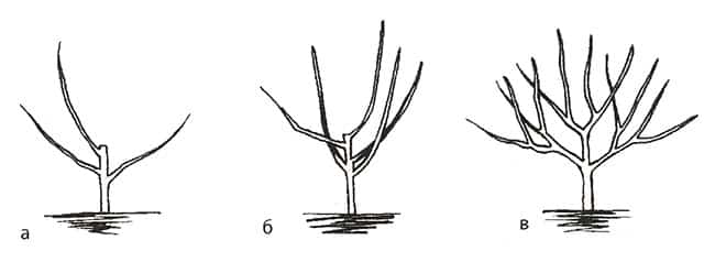 kriechender Apfelbaum