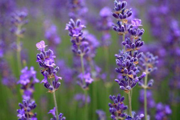 lavender flowers 