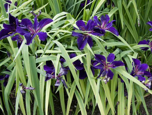 California irises