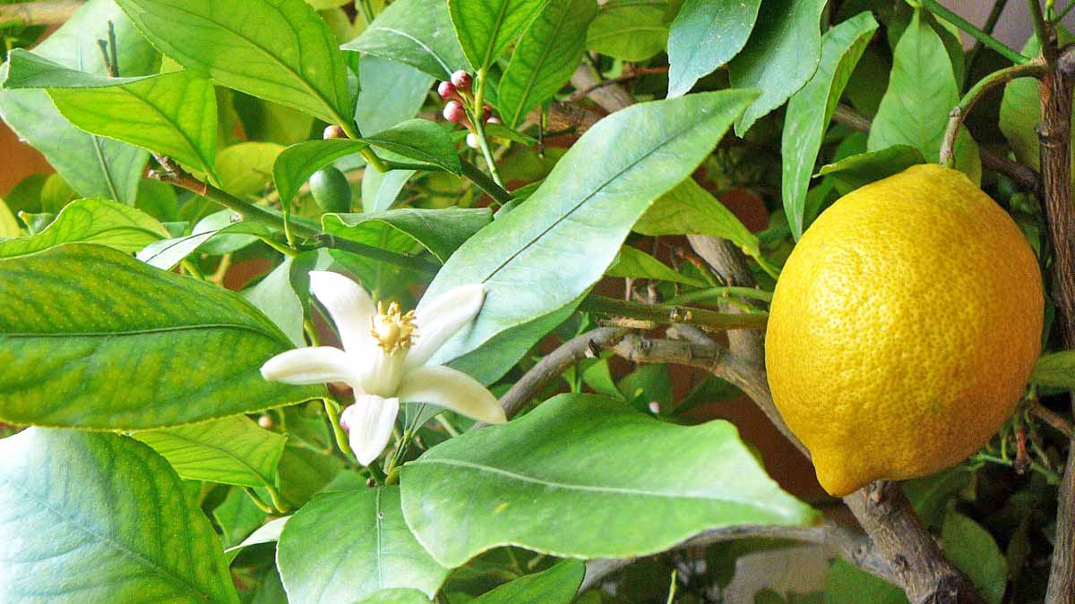 el limon no florece