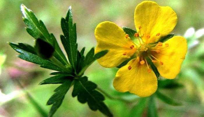 Potentilla wyprostowana