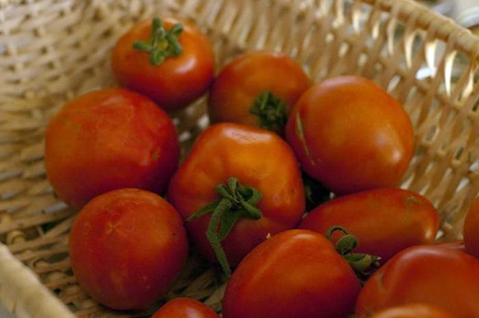 Tomatoes are lickable in a basket 