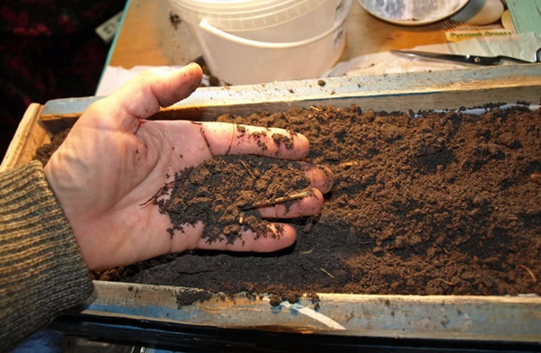 man holding soil for tomato seedlings 