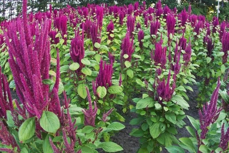 amaranth beneficial medicinal properties 