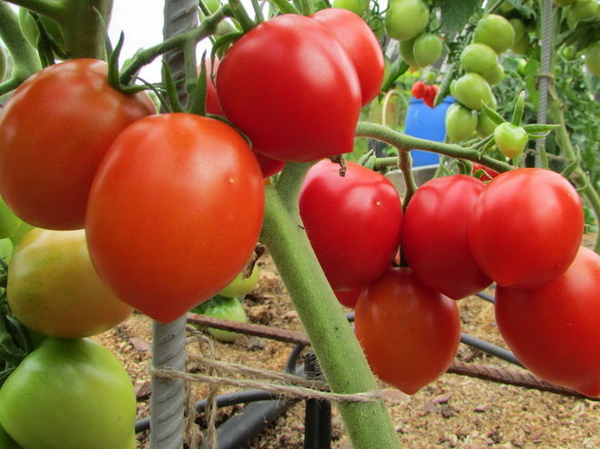 Stolypin tomato bushes