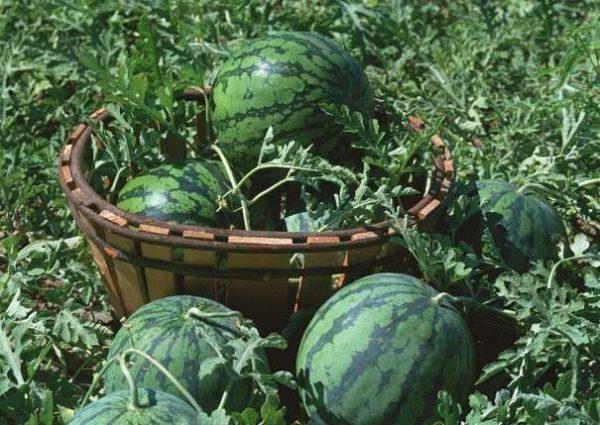 Wassermelonen in einem Korb