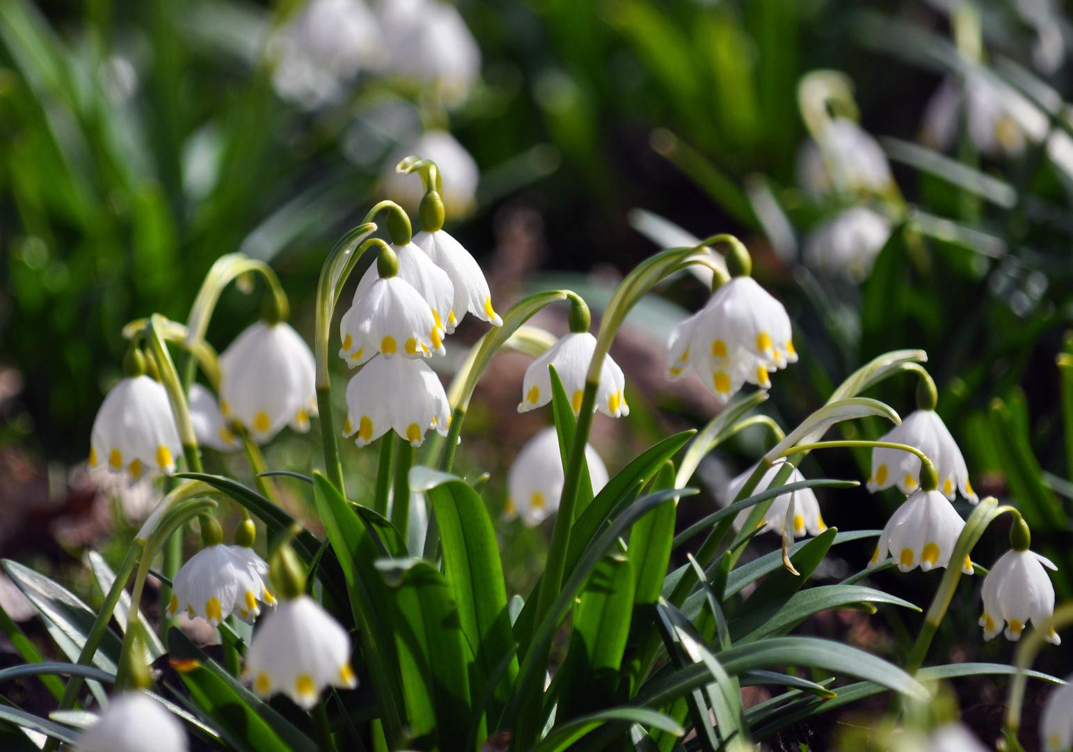 TOP 60 spring primrose flowers with names, descriptions and which ones to choose